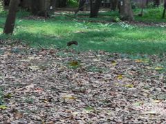 -南宁良凤江国家森林公园