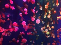 -成都浩海立方海洋公园