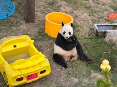 -西霞口神雕山野生动物世界