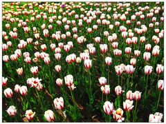 -济南国际园博园