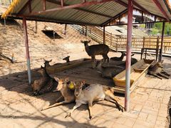 -北京鹿世界主题园