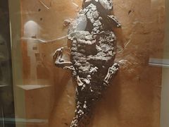 -辽宁古生物博物馆