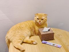 -藏猫猫咖啡主题馆(中央大道店)