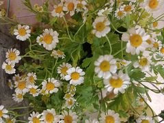 -Jo's Garden