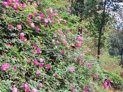 -大龙山(地铁站)