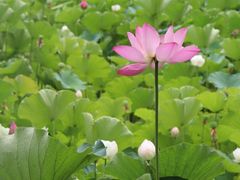 -四川大学(华西校区)