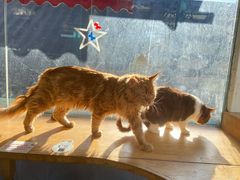 -猫小院猫主题咖啡厅(北锣店)