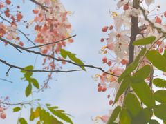 -深圳国际园林花卉博览园