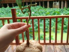 android_upload_pic-土家风情园