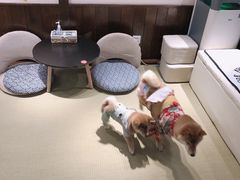 -逗柴咖啡屋·狗咖猫咖宠物桌游