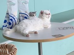 -怪兽屋·羊驼·猫咖·狗咖(俊华广场店)