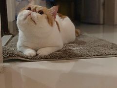 -御宝贝·A梦猫科宠物医院(国际猫友好医院)