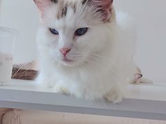 -怪兽屋·羊驼·猫咖·狗咖(俊华广场店)