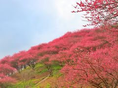 -新建村梅花