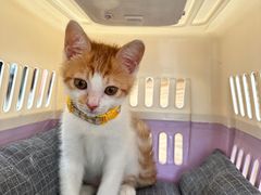 -艾贝尔宠物诊疗