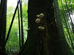 -西湖风景区十里琅珰-五云山