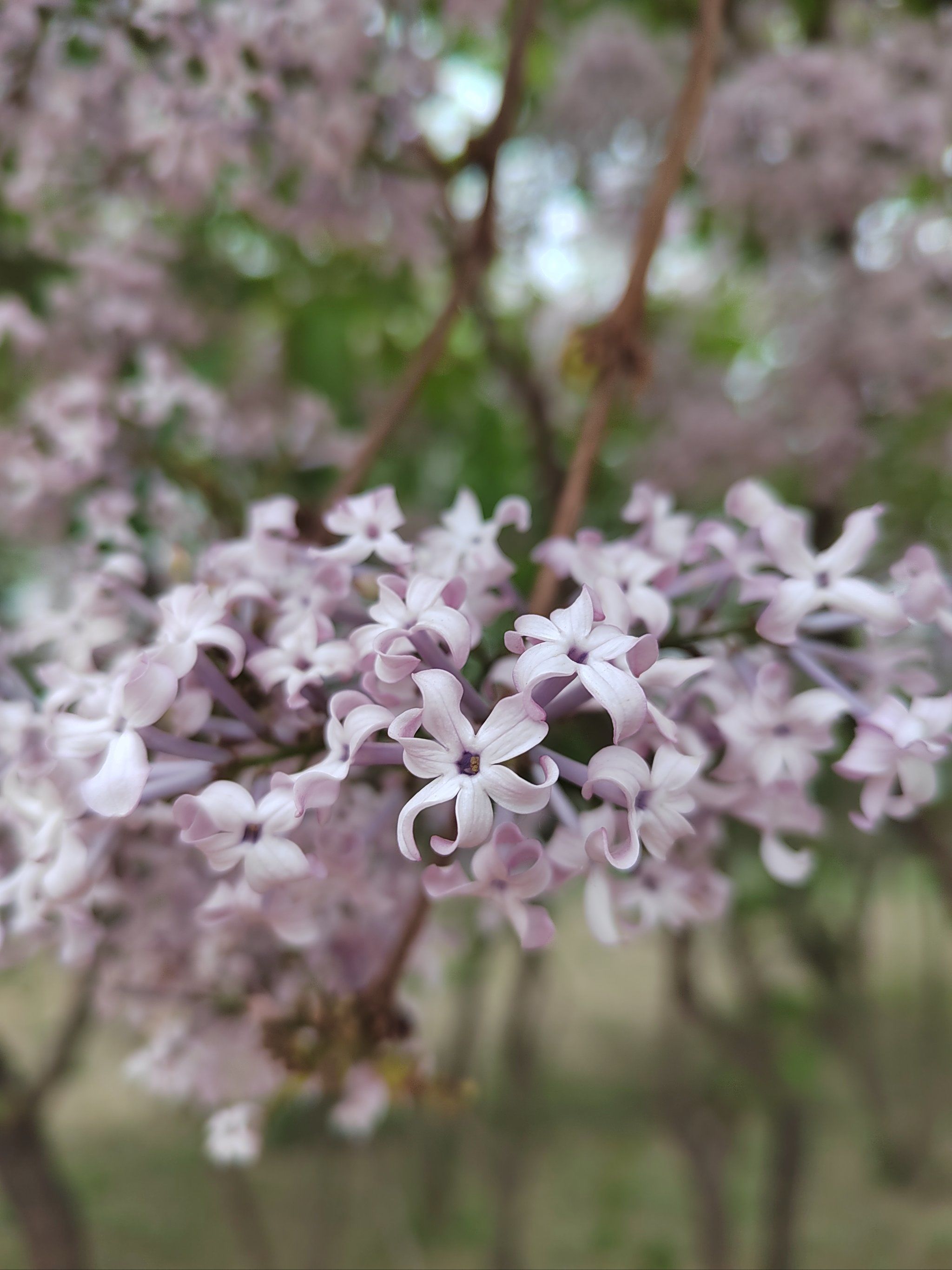 六瓣丁香 送给幸运的你