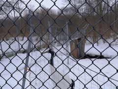 -钏路市丹顶鹤自然公园