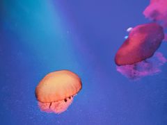 -泉城欧乐堡海洋极地世界