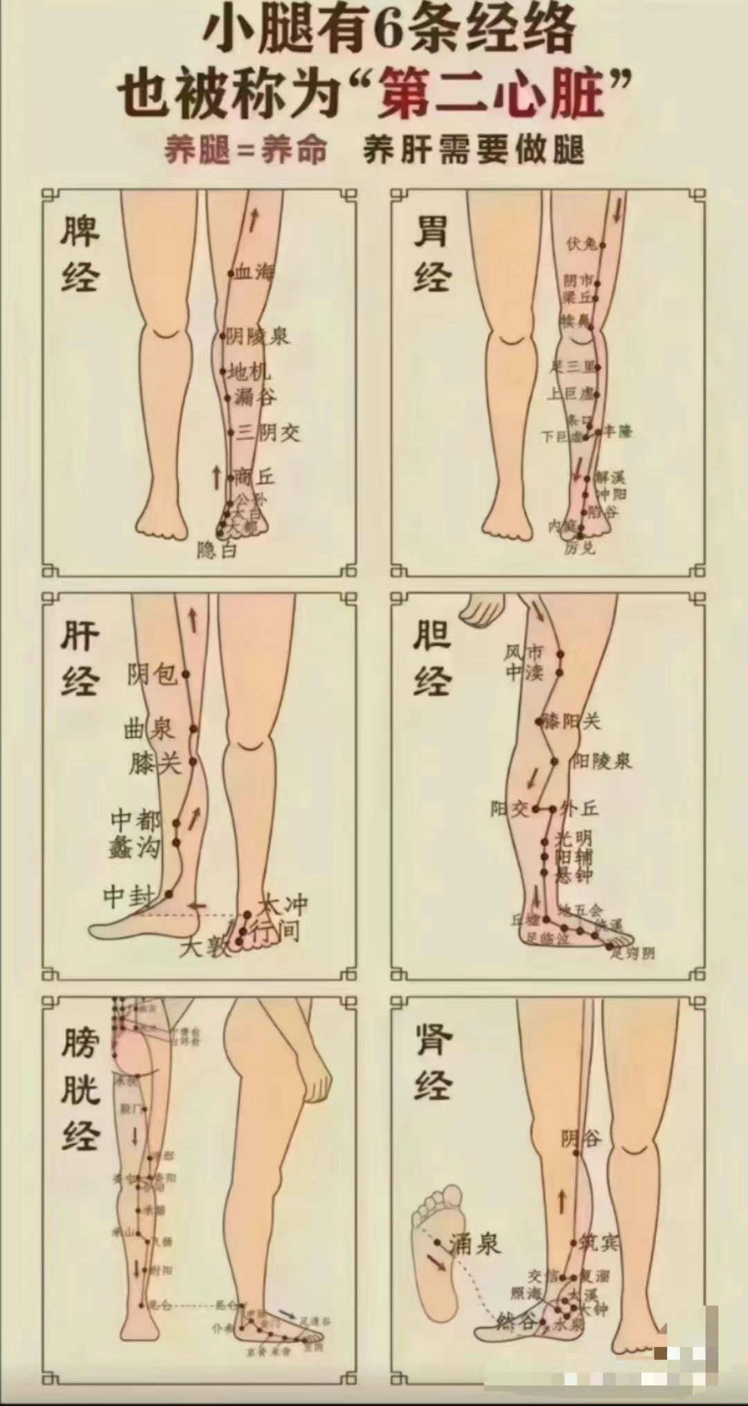 小腿上的反射区图解图片