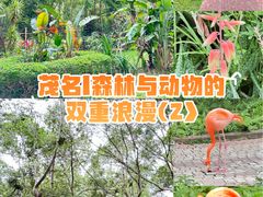 -广东茂名森林公园
