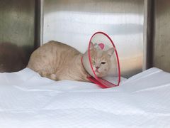 -瑞派·关忠动物医院·异宠专科·犬猫肿瘤·皮肤专科(望京店)