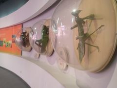 -陕西自然博物馆