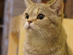 -猫色咖啡·猫咖