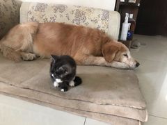 -素满香·素食自助餐(西安·民乐园店)