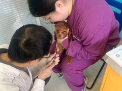 -瑞派福兴宠物医院犬猫全科·骨科·中西医结合(河东店)