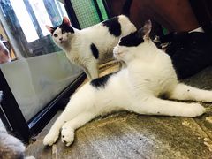 -猫咪博物馆(顶澳仔猫街店)