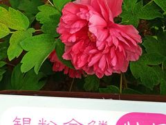 -仁和公园(顺义区)