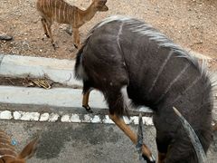 -清迈夜间动物园