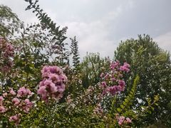 -莲湖公园
