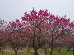 -无锡梅园公园