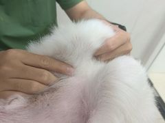 -瑞鹏宠物医院华南总院·夜诊·心脏科·骨科