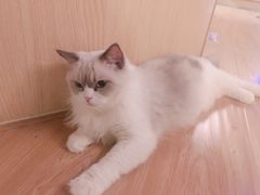 -猫和宫(六道口店)