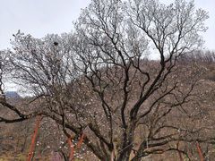 -黑河国家森林公园