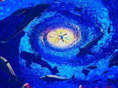 -海合安青岛极地海洋公园
