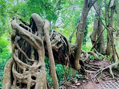 -中国科学院西双版纳热带植物园