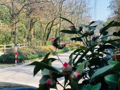 -随意茶庄·地道杭帮农家菜(梅家坞店)