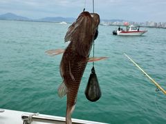 -小猫钓鱼海钓俱乐部(椰梦长廊店)