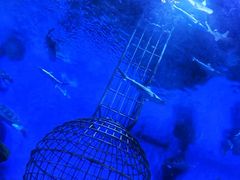 -芜湖新华联大白鲸海洋公园