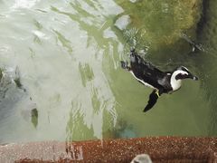 -新加坡飞禽公园