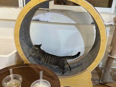 -Heymao猫咖.咖啡厅(东门店)