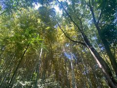 -上海佘山国家森林公园天马山园