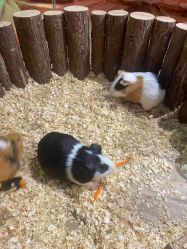 -Zoolung Zoolung动物主题公园(海信广场店)