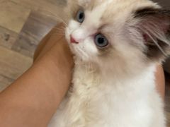 -袖虎·猫馆(体育西路店)