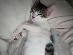-千城康桥宠物医院·猫科·骨科·心脏