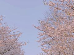 -顾村公园